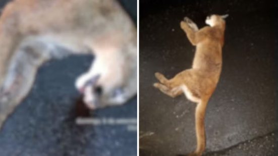 O atropelamento da onça-parda levanta questões sobre a preservação da fauna e a fragmentação de habitats - Foto: Reprodução