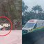 A Polícia Militar Rodoviária investiga as causas do tombamento do veículo na rodovia, que não afetou o tráfego local - Imagem: Reprodução