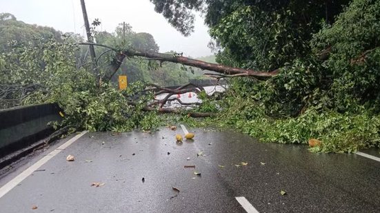 Após a queda de árvore, equipes de socorro trabalharam para minimizar os danos e restabelecer a circulação na Rodovia Anchieta - Foto: Defesa Civil de São Paulo