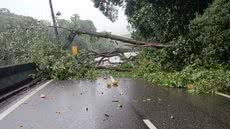 Após a queda de árvore, equipes de socorro trabalharam para minimizar os danos e restabelecer a circulação na Rodovia Anchieta - Foto: Defesa Civil de São Paulo
