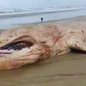 Uma jovem baleia jubarte foi encontrada morta na Praia de Guaratuba, em Bertioga, levantando preocupações sobre a saúde marinha - Imagem: Reprodução/ Redes Sociais