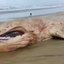 Uma jovem baleia jubarte foi encontrada morta na Praia de Guaratuba, em Bertioga, levantando preocupações sobre a saúde marinha - Imagem: Reprodução/ Redes Sociais