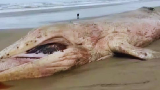 Uma jovem baleia jubarte foi encontrada morta na Praia de Guaratuba, em Bertioga, levantando preocupações sobre a saúde marinha - Imagem: Reprodução/ Redes Sociais