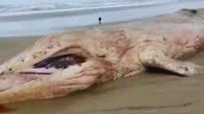 Uma jovem baleia jubarte foi encontrada morta na Praia de Guaratuba, em Bertioga, levantando preocupações sobre a saúde marinha - Imagem: Reprodução/ Redes Sociais