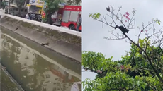 Com a ajuda dos Bombeiros, o gatinho é finalmente resgatado e passa bem após aventura no Canal 3 - Foto: Reprodução