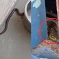 Cobra-d'água, encontrada em quintal, é identificada como inofensiva e solta em área preservada após resgate - Foto: Divulgação/ GCM Ambiental