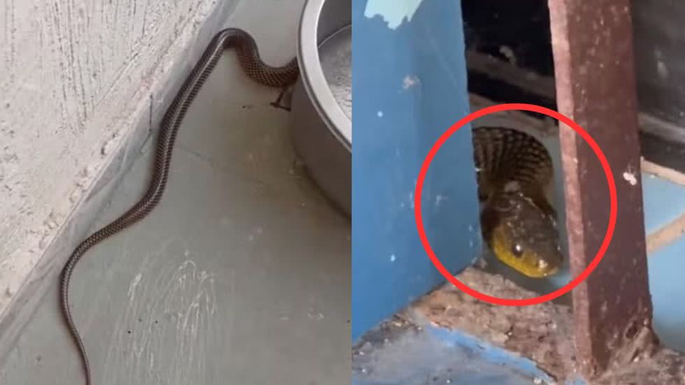 Cobra-d'água, encontrada em quintal, é identificada como inofensiva e solta em área preservada após resgate - Foto: Divulgação/ GCM Ambiental