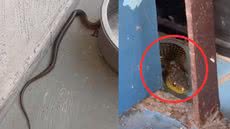 Cobra-d'água, encontrada em quintal, é identificada como inofensiva e solta em área preservada após resgate - Foto: Divulgação/ GCM Ambiental