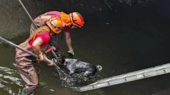 Após o resgate, o cachorro foi encaminhado à Codevida para triagem clínica e possível identificação de tutores - Foto: Reprodução / Viver em Santos e Região