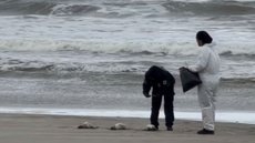 Golfinho encontrado em Mongaguá e pinguins-de-Magalhães em Praia Grande - Reprodução / Instagram @praiagrandemilgrau