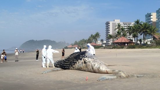 Durante o período migratório, jubartes enfrentam riscos como exaustão e colisões com redes de pesca, levando a encalhes - Foo: Reprodução / Instituto Biopésca
