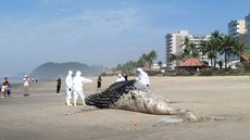 Durante o período migratório, jubartes enfrentam riscos como exaustão e colisões com redes de pesca, levando a encalhes - Foo: Reprodução / Instituto Biopésca