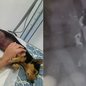 Após dias de internação, o cachorro Pi não resistiu aos ferimentos - Foto: Reprodução