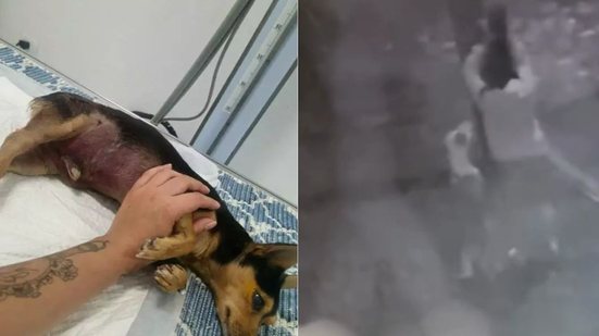 Após dias de internação, o cachorro Pi não resistiu aos ferimentos - Foto: Reprodução
