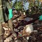 O evento no Jardim Casqueiro visa unir moradores e turistas em um esforço coletivo para cuidar dos ecossistemas locais e combater o lixo - Imagem: Divulgação