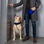 Condomínios devem manter regras de convivência, mas não podem barrar a presença de animais, visando harmonia entre moradores - Imagem: Reprodução