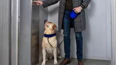 Condomínios devem manter regras de convivência, mas não podem barrar a presença de animais, visando harmonia entre moradores - Imagem: Reprodução