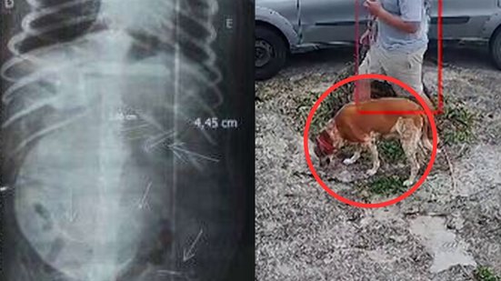 Delegacia Seccional de Praia Grande investiga caso como crime ambiental, após denúncia de tutor da cadela - Imagem: Reprodução