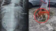 Delegacia Seccional de Praia Grande investiga caso como crime ambiental, após denúncia de tutor da cadela - Imagem: Reprodução