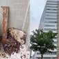 Restos de madeira deixados por construtora causaram infestação que afetou 15 famílias em Santos por três anos - Foto: Reprodução