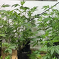 A operação da Polícia Militar Ambiental resultou na apreensão de 100 mudas de maconha em uma estufa clandestina em Itanhaém - Foto: Reprodução