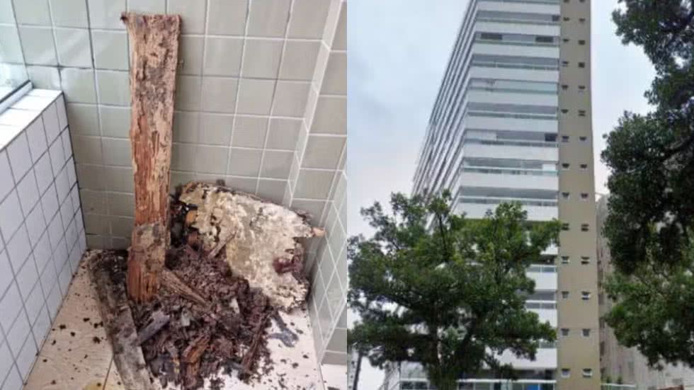 Restos de madeira deixados por construtora causaram infestação que afetou 15 famílias em Santos por três anos - Foto: Reprodução