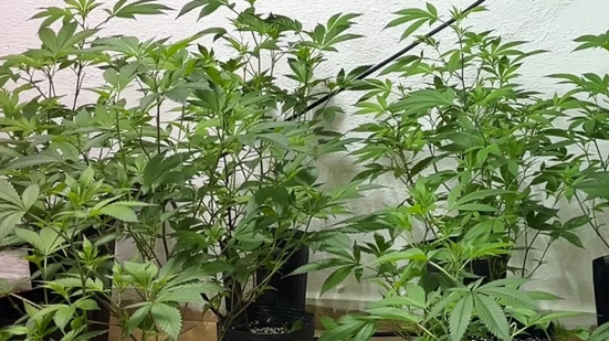 A operação da Polícia Militar Ambiental resultou na apreensão de 100 mudas de maconha em uma estufa clandestina em Itanhaém - Foto: Reprodução