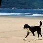 Descubra as regras rígidas sobre a presença de animais nas praias da Baixada Santista e evite multas durante suas férias - Foto: Carlos Nogueira/ AT