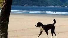 Descubra as regras rígidas sobre a presença de animais nas praias da Baixada Santista e evite multas durante suas férias - Foto: Carlos Nogueira/ AT