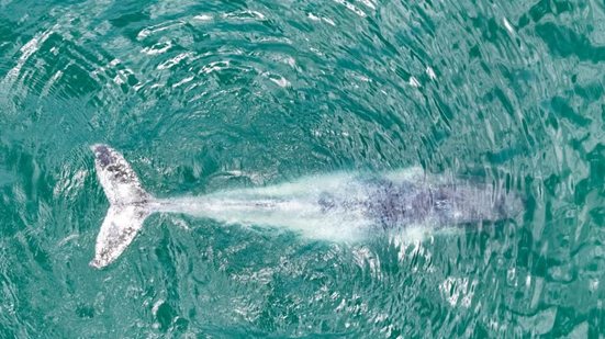 Imagens da baleia-jubarte em Praia Grande circulam nas redes sociais, mostrando o gigante marinho descansando perto da costa - Foto: Marcelo Guedes