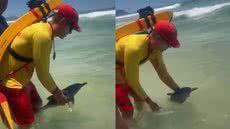 Bombeiros e especialistas se unem para salvar um filhote de golfinho encalhado na praia da Enseada, em Guarujá - Foto: Reprodução/ Redes Sociais