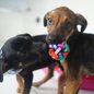 A Feira de Adoção Pet acontece na Unidade de Vigilância de Zoonoses, oferecendo animais que passaram por triagem e cuidados - Foto: Julio Koema / Prefeitura de Mongaguá