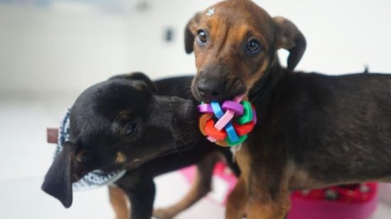 A Feira de Adoção Pet acontece na Unidade de Vigilância de Zoonoses, oferecendo animais que passaram por triagem e cuidados - Foto: Julio Koema / Prefeitura de Mongaguá