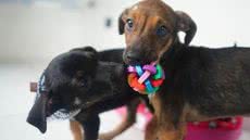 A Feira de Adoção Pet acontece na Unidade de Vigilância de Zoonoses, oferecendo animais que passaram por triagem e cuidados - Foto: Julio Koema / Prefeitura de Mongaguá