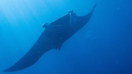 Registro histórico revela indivíduo inédito para o catálogo nacional - Foto: Projeto Mantas do Brasil