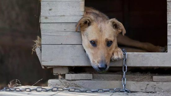 Câmara Municipal aprova projeto que visa garantir bem-estar animal e proíbe o uso de correntes curtas para cães e gatos - Foto: Adobe Stock