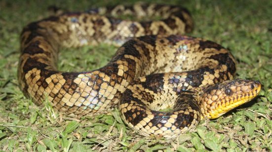 Com a ajuda da comunidade, novos registros da jiboia-do-Ribeira revelam segredos sobre seus hábitos ecológicos - Foto: Reprodução
