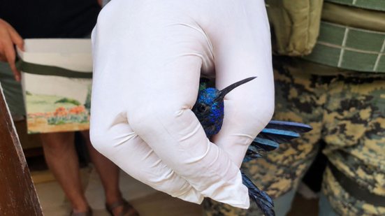 Após o resgate, o beija-flor foi levado ao Orquidário de Santos, referência em reabilitação de fauna silvestre na região - Foto: Divulgação/ Prefeitura de São Vicente