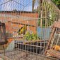 Grupo Especial de Proteção Ambiental resgata ave mantida em cativeiro para atrair outros pássaros na Baixada Santista - Foto: Divulgação/ Prefeitura de Mongaguá