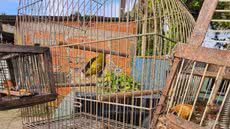 Grupo Especial de Proteção Ambiental resgata ave mantida em cativeiro para atrair outros pássaros na Baixada Santista - Foto: Divulgação/ Prefeitura de Mongaguá