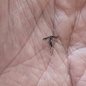 Seis municípios da Baixada Santista registraram redução significativa nos casos e mortes por dengue, com quatro cidades sem óbitos em 2026 - Foto: Reprodução