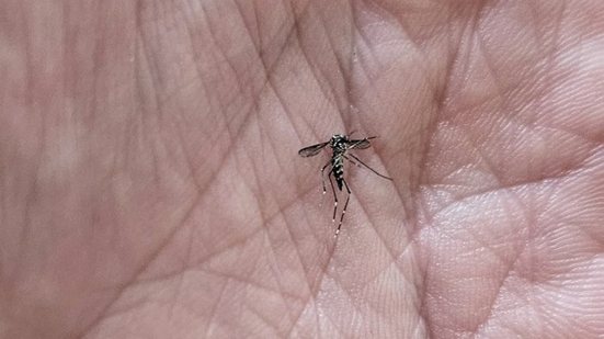 Seis municípios da Baixada Santista registraram redução significativa nos casos e mortes por dengue, com quatro cidades sem óbitos em 2026 - Foto: Reprodução