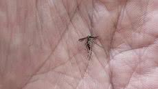 Seis municípios da Baixada Santista registraram redução significativa nos casos e mortes por dengue, com quatro cidades sem óbitos em 2026 - Foto: Reprodução