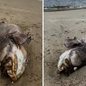Pescadores se deparam com um peixe mero de 150 quilos na Praia da Boca da Barra, destacando a vulnerabilidade da espécie - Foto: Fernando Sousa/ G1