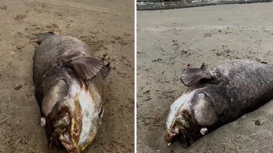 Pescadores se deparam com um peixe mero de 150 quilos na Praia da Boca da Barra, destacando a vulnerabilidade da espécie - Foto: Fernando Sousa/ G1