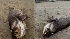 Pescadores se deparam com um peixe mero de 150 quilos na Praia da Boca da Barra, destacando a vulnerabilidade da espécie - Foto: Fernando Sousa/ G1