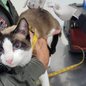 Veterinários farão triagem e vacinação, além de orientar tutores sobre zoonoses e cuidados com a saúde animal - Foto: Divulgação/ Prefeitura de Guarujá