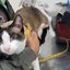 Veterinários farão triagem e vacinação, além de orientar tutores sobre zoonoses e cuidados com a saúde animal - Foto: Divulgação/ Prefeitura de Guarujá