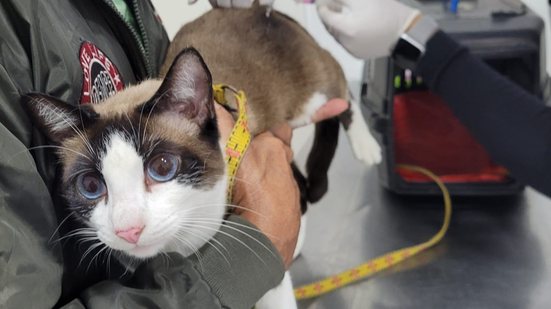Veterinários farão triagem e vacinação, além de orientar tutores sobre zoonoses e cuidados com a saúde animal - Foto: Divulgação/ Prefeitura de Guarujá