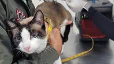 Veterinários farão triagem e vacinação, além de orientar tutores sobre zoonoses e cuidados com a saúde animal - Foto: Divulgação/ Prefeitura de Guarujá